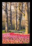 Keukenhof Hollandia 046